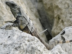 Ctenosaura similis