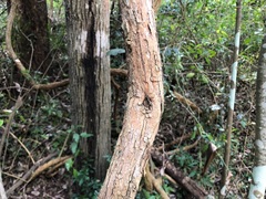 Maclura cochinchinensis