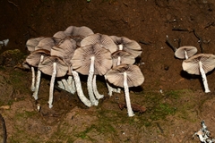 Psilocybe zapotecorum