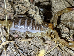 Paruroctonus silvestrii