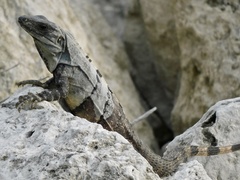 Ctenosaura similis