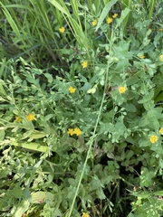 Hypericum anagalloides