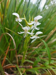 Habenaria clypeata