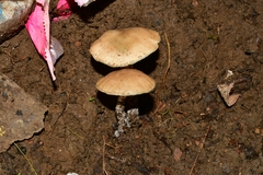 Psilocybe zapotecorum