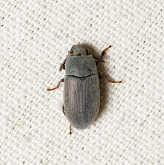 Blapstinus