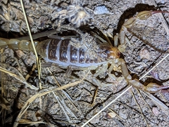 Paruroctonus silvestrii