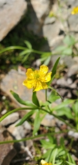 Ranunculus eschscholtzii