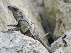 Ctenosaura similis