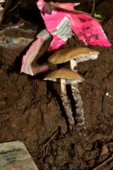 Psilocybe zapotecorum