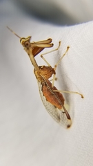 Dicromantispa interrupta