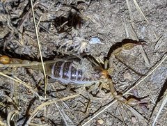 Paruroctonus silvestrii