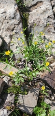 Ranunculus eschscholtzii
