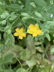 Hypericum anagalloides