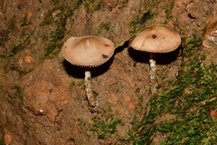 Psilocybe zapotecorum