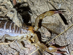 Paruroctonus silvestrii