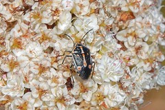 Bagrada hilaris
