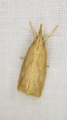 Eoreuma densellus