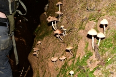 Psilocybe zapotecorum