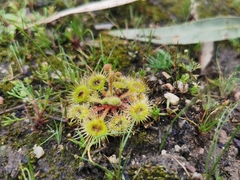 Drosera glanduligera