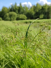 Scirpus radicans