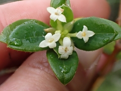 Pimelea altior