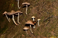 Psilocybe zapotecorum