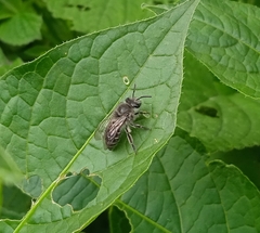 Colletes