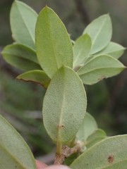 Pimelea altior