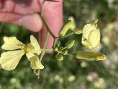 Raphanus raphanistrum