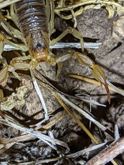 Paruroctonus silvestrii