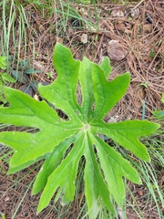 Psacalium peltatum