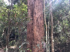 Lophostemon confertus