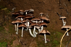 Psilocybe zapotecorum