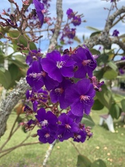 Pleroma heteromallum