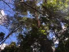 Lophostemon confertus