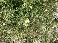 Raphanus raphanistrum