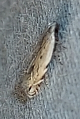 Battaristis nigratomella