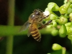 Apis cerana