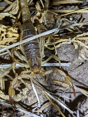 Paruroctonus silvestrii