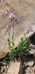 Brassicaceae
