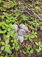 Cornus unalaschkensis