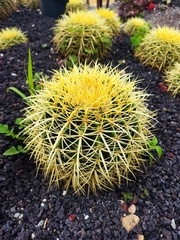 Kroenleinia grusonii