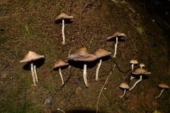Psilocybe zapotecorum