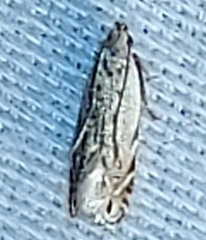 Battaristis nigratomella