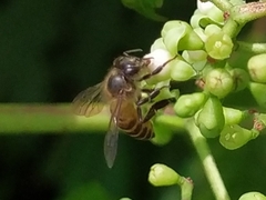 Apis cerana