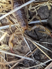 Paruroctonus silvestrii