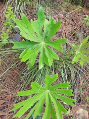 Psacalium peltatum