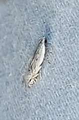 Battaristis nigratomella