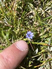 Gentiana