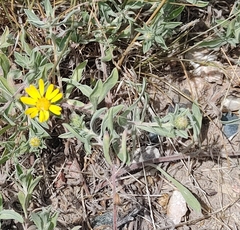 Heterotheca hirsutissima